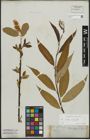 Foto von Salix alba L. x Salix fragilis L.
